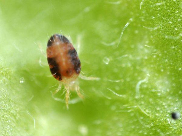 Μέθοδοι για την αντιμετώπιση των ακάρεων αράχνης στη μελιτζάνα