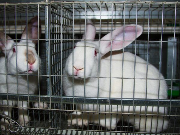 Клетка для кроликов своими руками