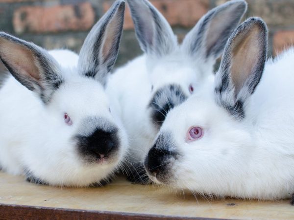 Клетки Михайлова для кроликов