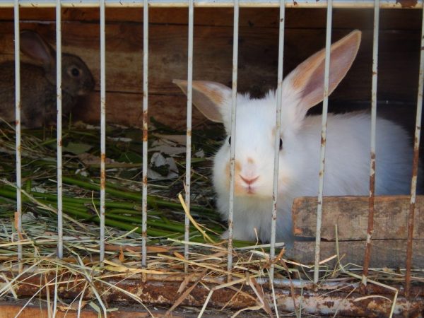 Мини-ферма Михайлова для кроликов