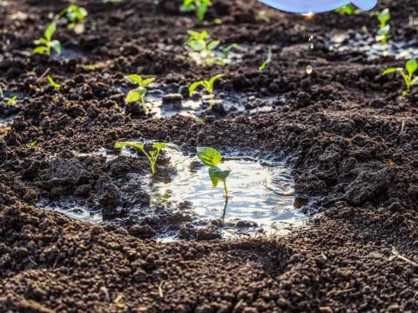 Cara menanam paprika di tanah terbuka