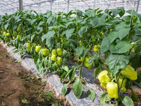 Pravidla výsadby salátových paprik na Uralu
