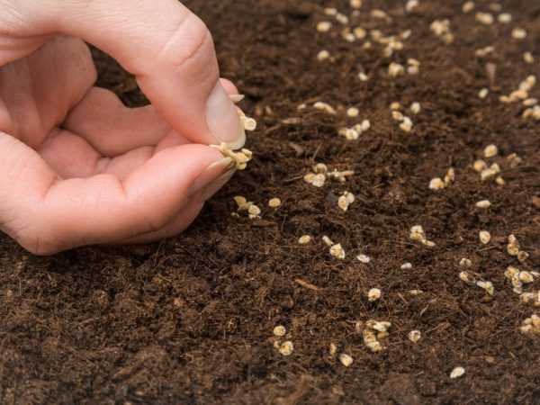Anda dapat merawat benih dengan stimulan pertumbuhan