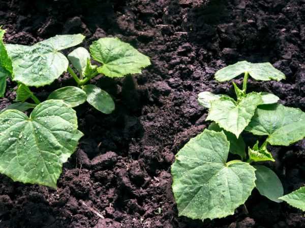 Regler for planting av agurker i åpen mark