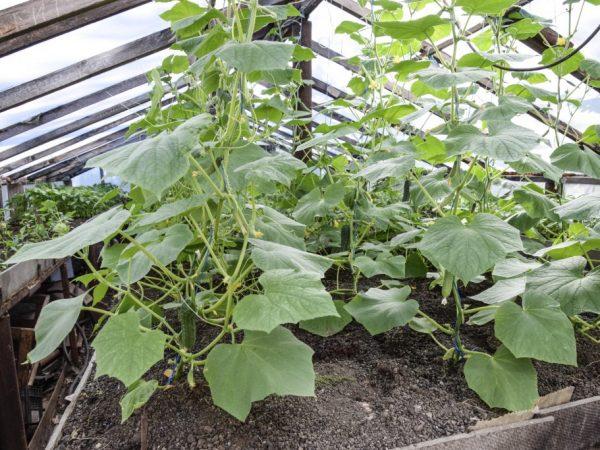 Dasa da girma cucumbers a cikin wani greenhouse