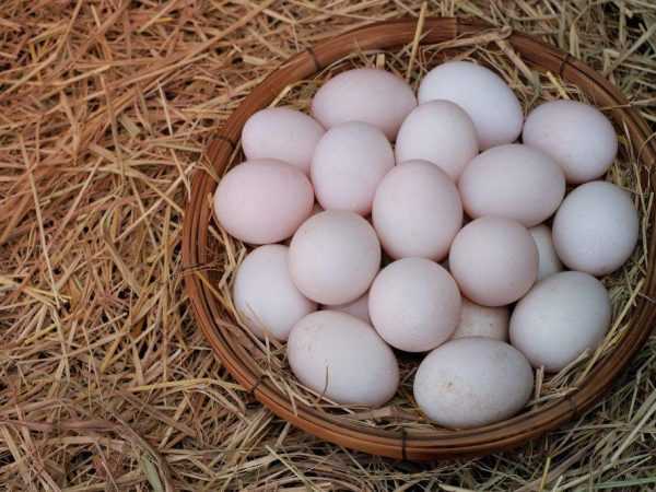 Når indo-hunder begynner å legge egg