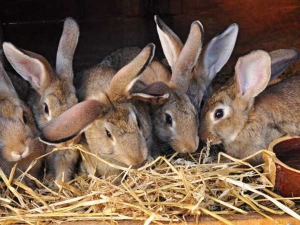 Lokacin da bunnies suka fito daga cikin gida