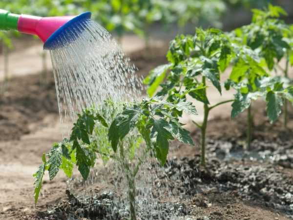 成長過程でトマトに水をやる方法
