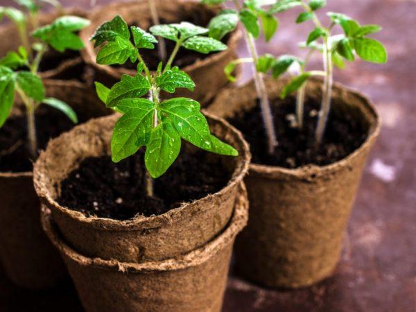 Plantetid for tomater for frøplanter