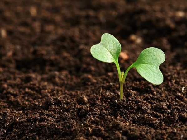 Качество почвы играет большую роль в развитии растений