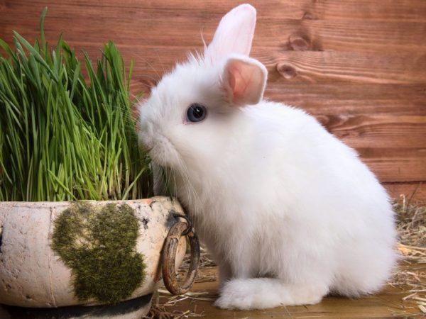 Koccidiostatika för kaniner