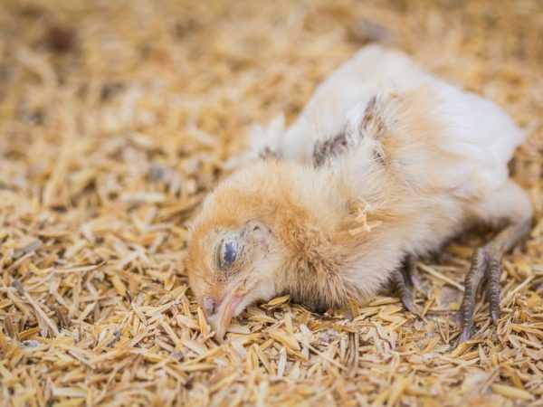 Behandling av koccidios hos kycklingar