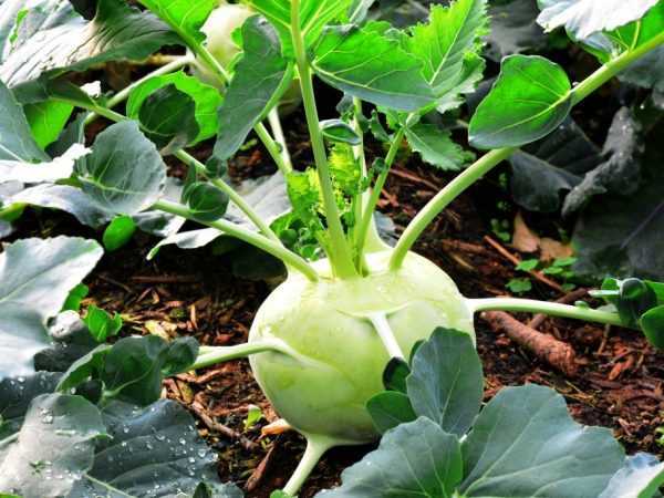 Особенности выращивания капусты кольраби