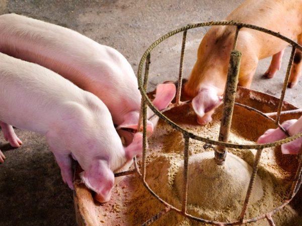 Příprava krmné dávky pro prasata