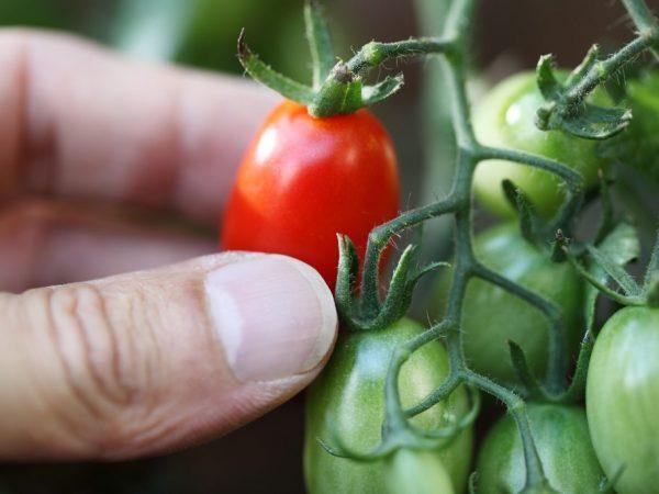 Tomaattilajikkeen Indoor Surprise ominaisuudet