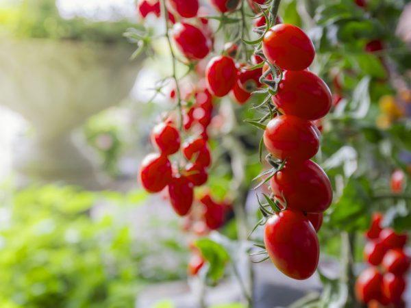 Plody rajčat ozdobí každé jídlo