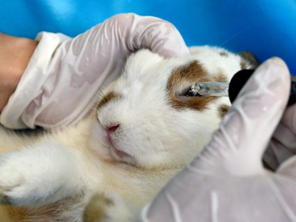 Лечение конъюнктивита у кроликов