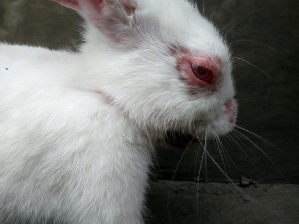 Симптомы конъюнктивита у кролика