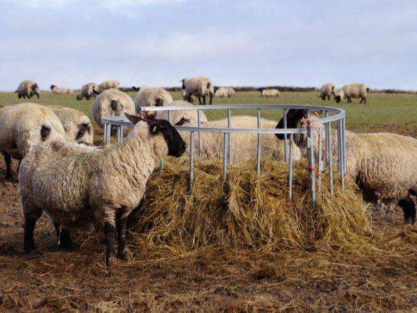 DIY krmítko pro ovce