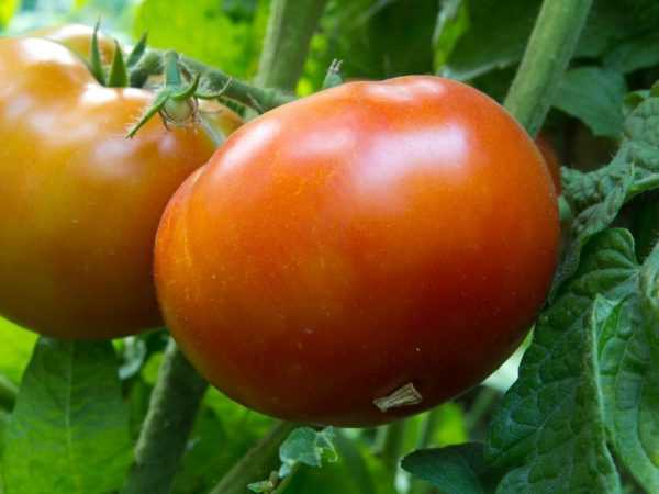 Tomatenkoning van het vroege heeft veel deugden