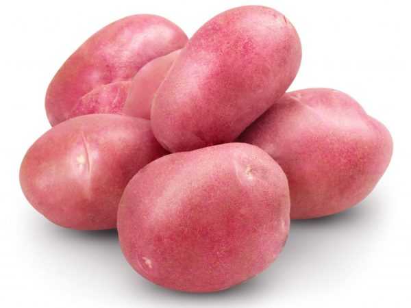 Charakteristika zemiakov Pekný
