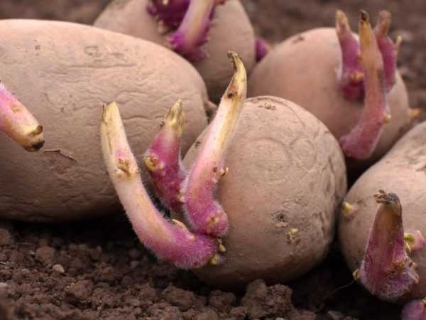 Sebelum menanam, ubi boleh dirawat dengan perangsang pertumbuhan.