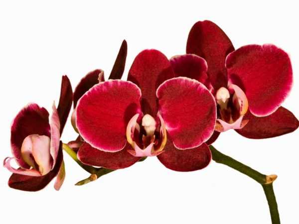 Красная орхидея