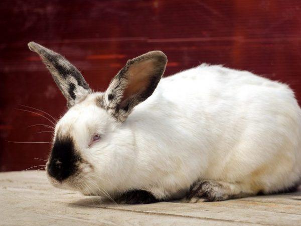 ⋆ della di coniglio californiano ⋆ Conigli
