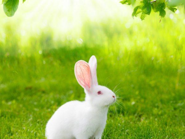 Kaniner av rasen hvit Pannon
