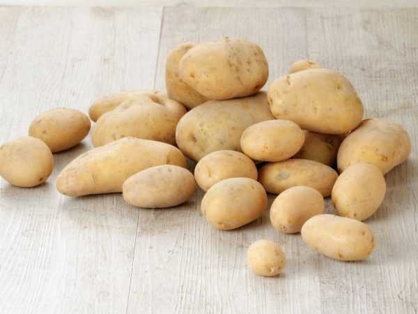 Характеристика картофеля сорта Крона