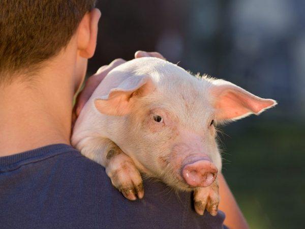 Прирост свиньи зависит от содержания