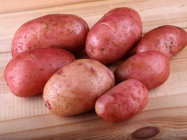 Χαρακτηριστικά της πατάτας Τριαντάφυλλο Κριμαίας