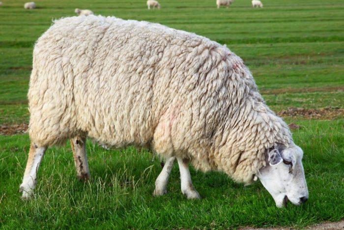 Внешний вид овцы Куйбышевской породы