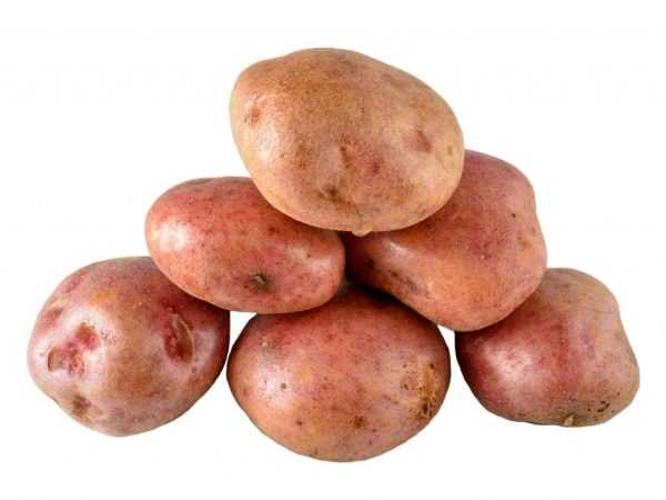 Beschrijving van aardappelen Courage