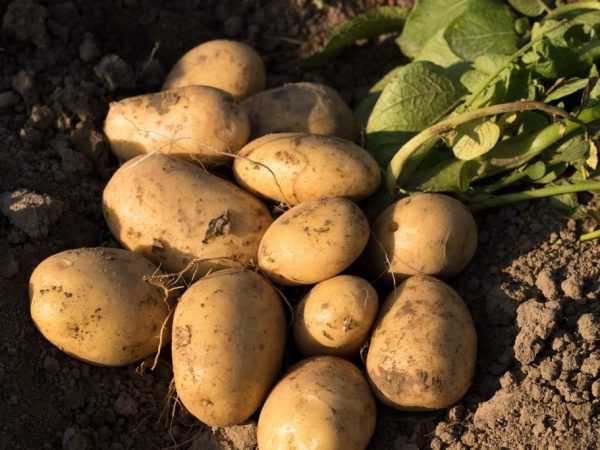 Χαρακτηριστικά της πατάτας Labadia