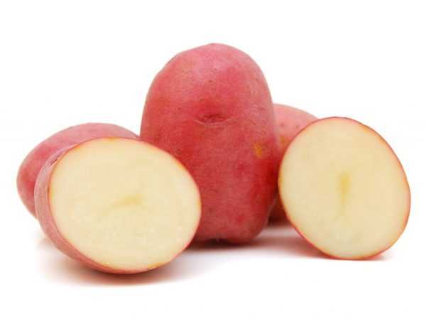 Charakteristika odrůdy brambor Labella