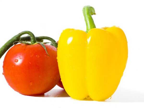 Paprika ditanam dengan bibit