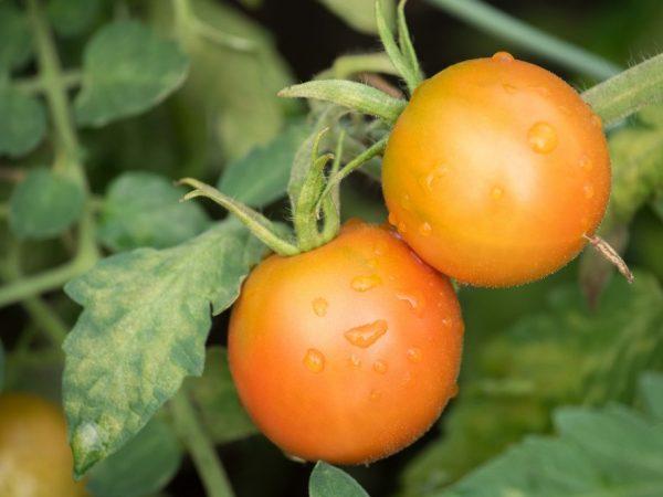 Xử lý cây con cà chua khỏi bệnh