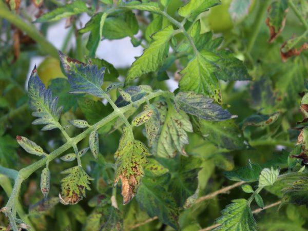 Rostlina může být infikována nemocným hmyzem
