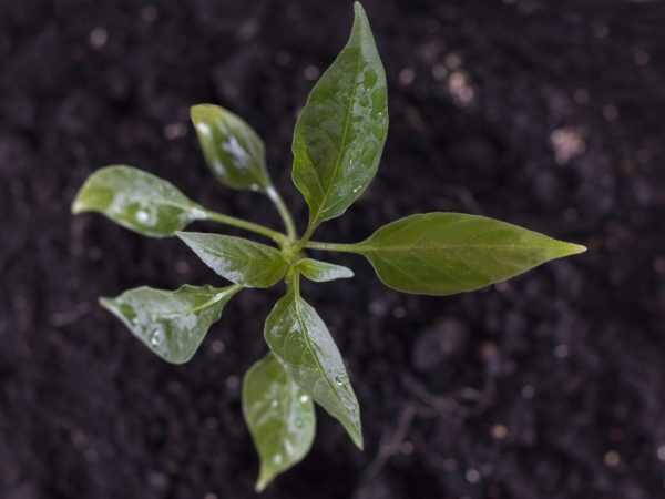 Black kafa a kan barkono seedlings