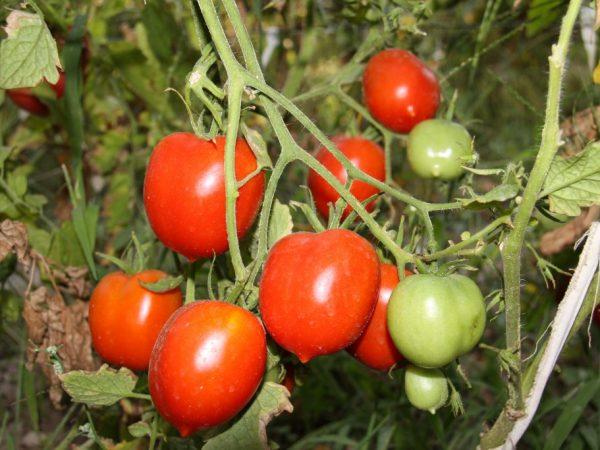 Kjennetegn på tomater av Legend Tarasenko-sorten