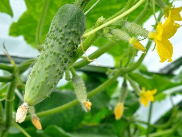 Halayen Lenar cucumbers