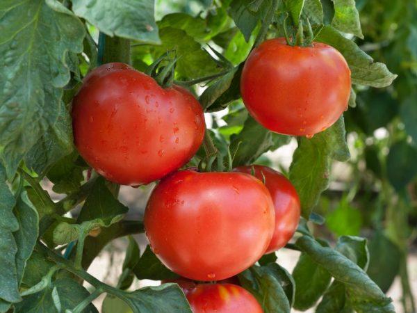 Leopold-tomaattien kuvaus ja ominaisuudet
