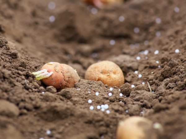 Ültetés előtt célszerű a talajt dúsítani