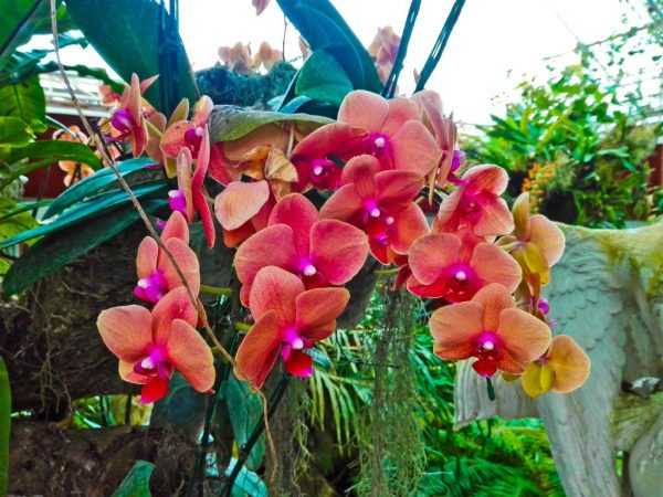 Wat te doen met het verlies van bladturgor in een orchidee