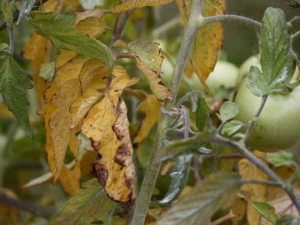 Frunze de roșii pentru cloroză: semne și tratament