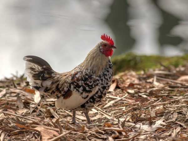 Livenskaya calico rase av kyllinger