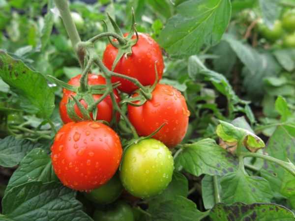 Beschrijving van Tomaten Logane