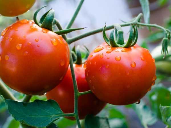Описание лучших сортов томатов 2019 года