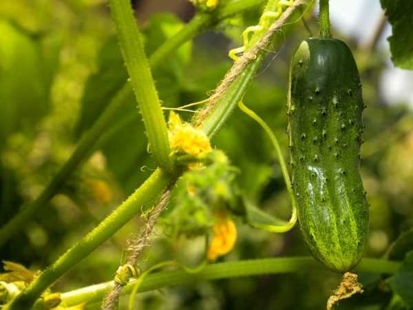 Beschrijving van de beste komkommersoorten voor de Oeral